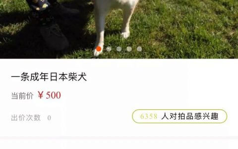 法院认真起来，连狗都不放过——记首条被司法拍卖的狗